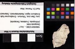 Foto (Objket + Etiketten) von Decapoda indet. 